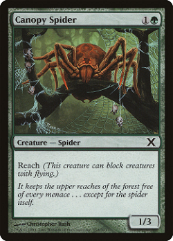 梢の蜘蛛