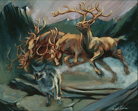 Gang of Elk Crop image Wallpaper