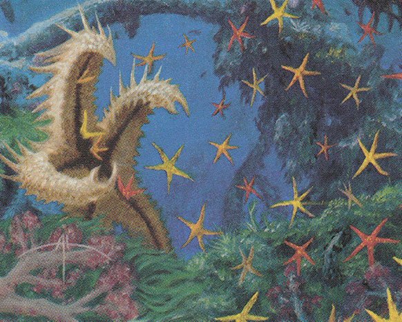 Spiny Starfish Crop image Wallpaper