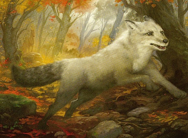 Silverchase Fox Crop image Wallpaper