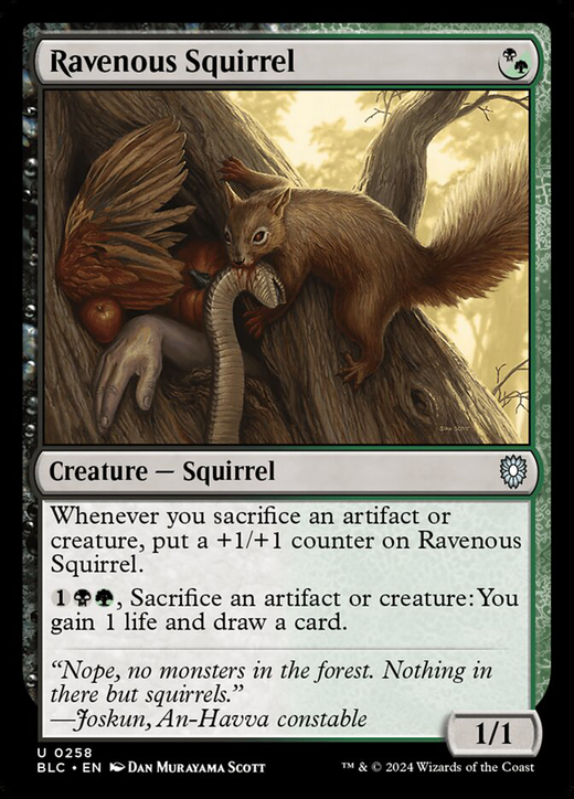 Ravenous Squirrel Full hd image