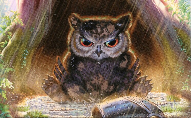 Owlbear Cub Crop image Wallpaper