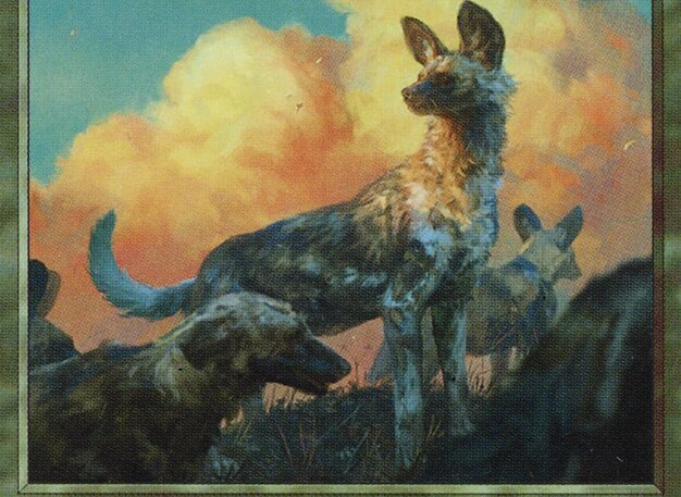 Wild Dogs Crop image Wallpaper