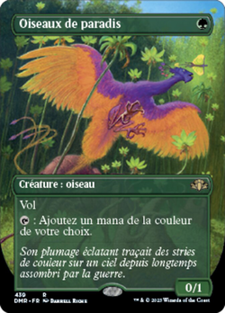 Oiseaux de paradis