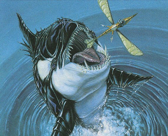 Killer Whale Crop image Wallpaper