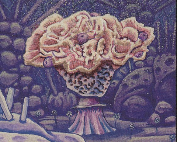 Fungal Bloom Crop image Wallpaper