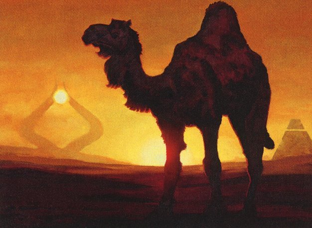 Solitary Camel Crop image Wallpaper