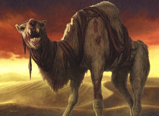 Wretched Camel Crop image Wallpaper