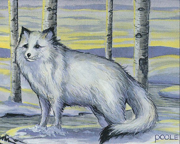 Arctic Foxes Crop image Wallpaper