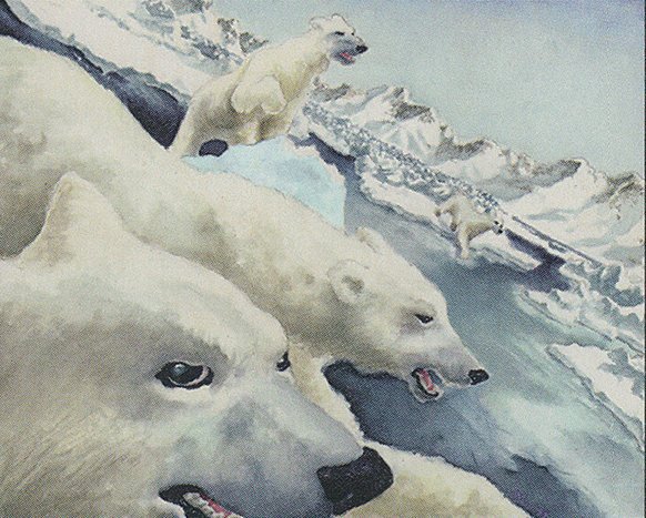 Pale Bears Crop image Wallpaper