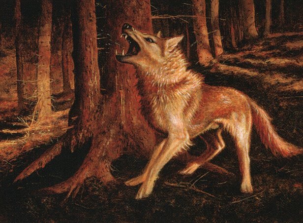 Feral Ridgewolf Crop image Wallpaper