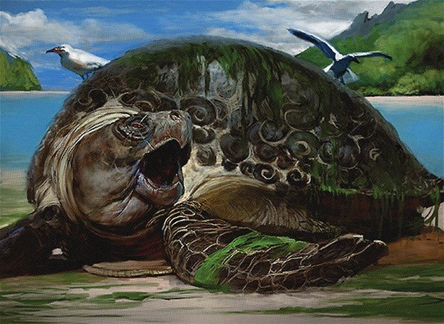 Thriving Turtle Crop image Wallpaper