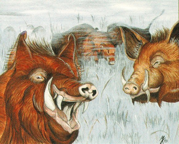Durkwood Boars Crop image Wallpaper