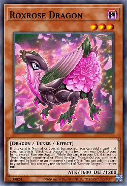 Dragón de la Rosa Roxa image