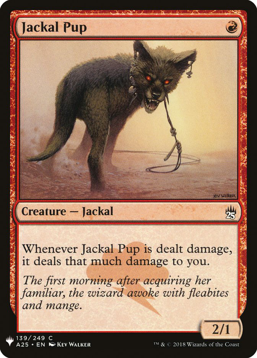 Jackal Pup Full hd image