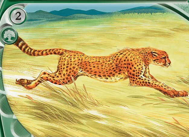 Hunting Cheetah Crop image Wallpaper