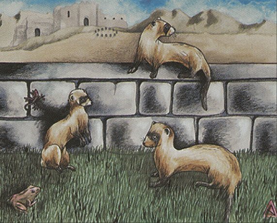 Joven's Ferrets Crop image Wallpaper