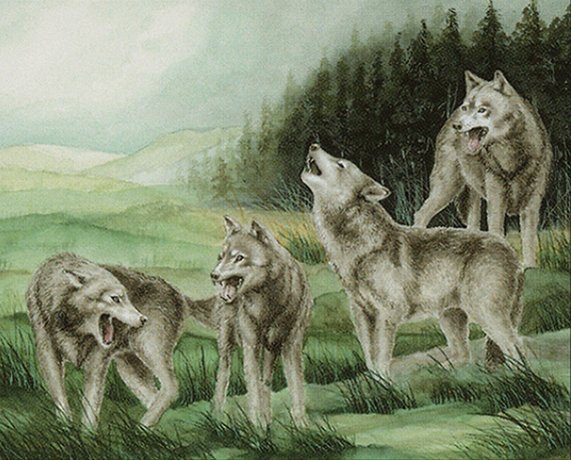 Wolf Pack Crop image Wallpaper