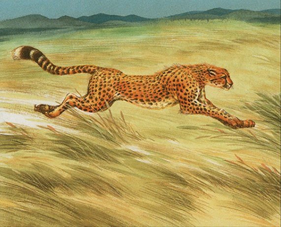 Hunting Cheetah Crop image Wallpaper
