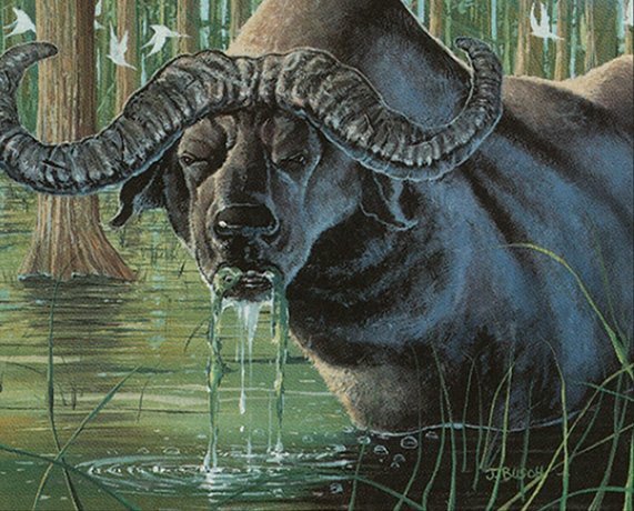 Wild Ox Crop image Wallpaper