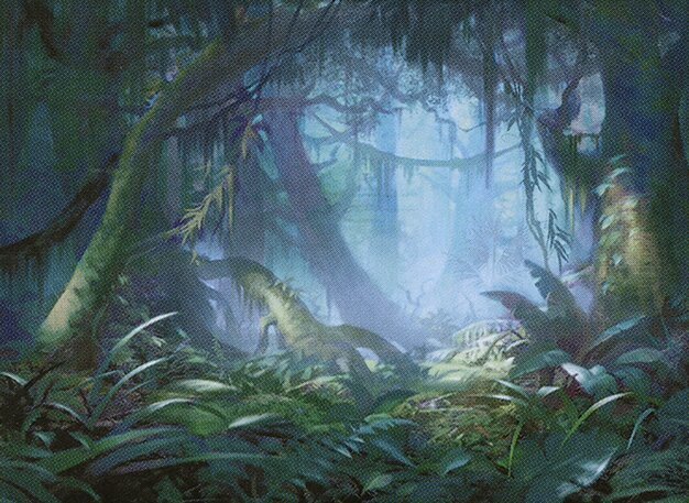 Misty Rainforest Crop image Wallpaper