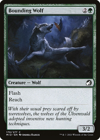 Bounding Wolf image