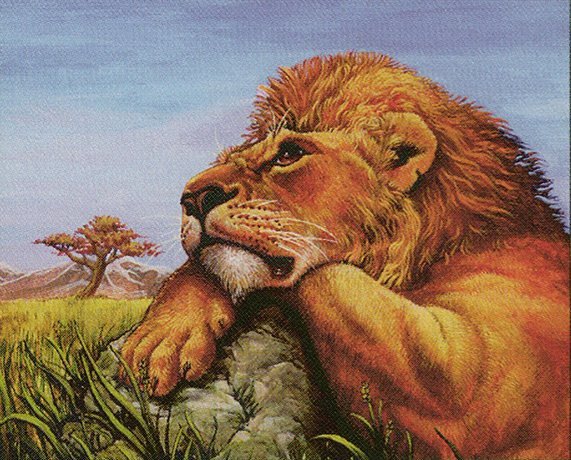 Mtenda Lion Crop image Wallpaper