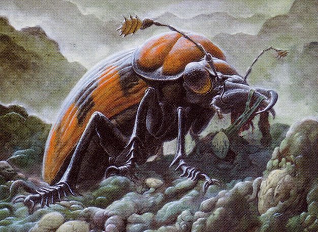Mortician Beetle Crop image Wallpaper