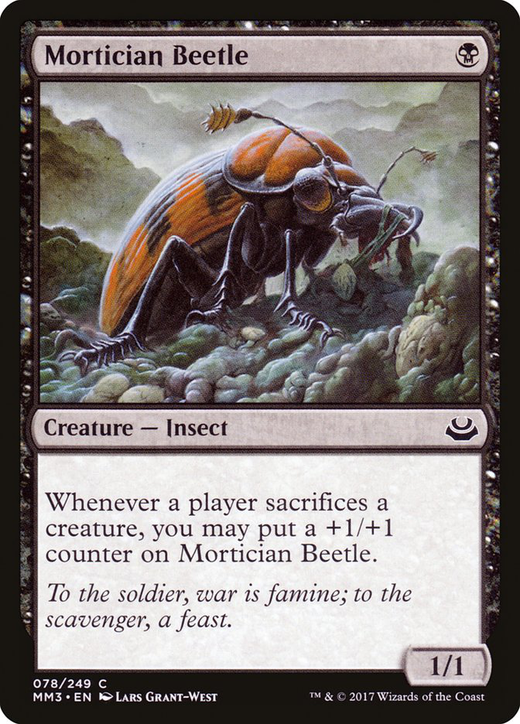 Mortician Beetle Full hd image