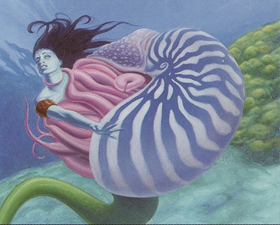 Chambered Nautilus Crop image Wallpaper