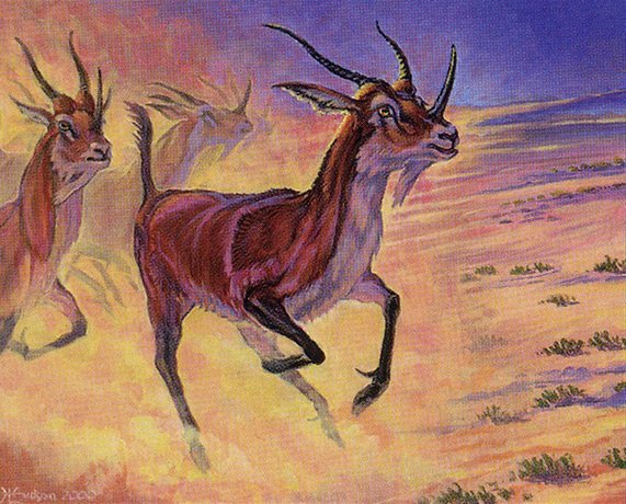 Graceful Antelope Crop image Wallpaper