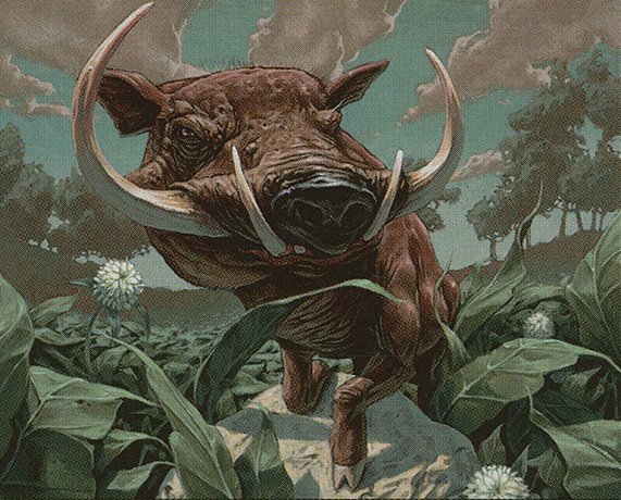 Pygmy Razorback Crop image Wallpaper