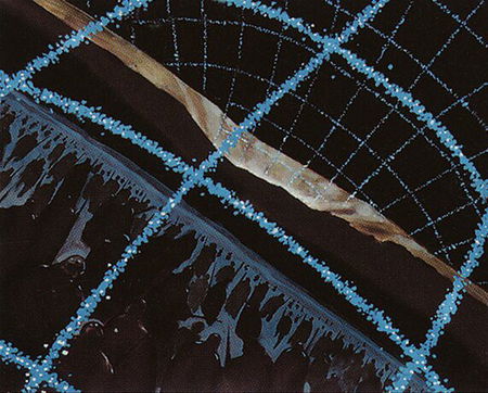 Deep Sea deck image