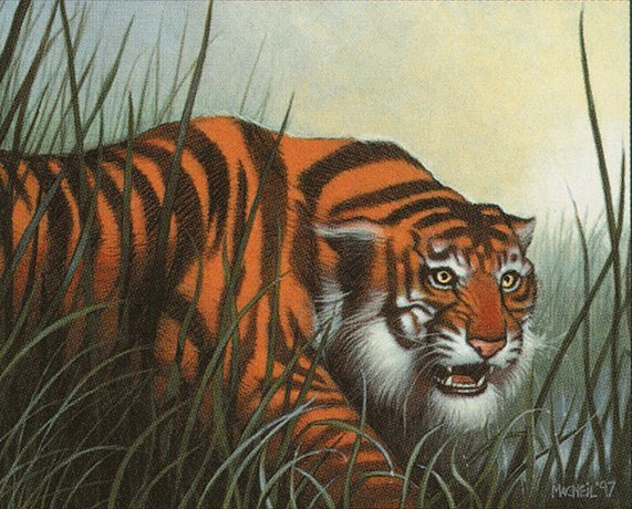 Stalking Tiger Crop image Wallpaper