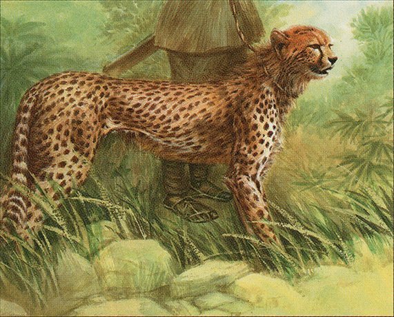 Trained Cheetah Crop image Wallpaper