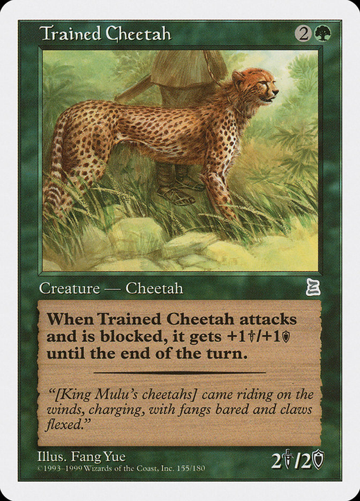 Trained Cheetah Full hd image