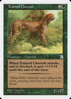 Cheetah entrenado