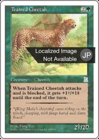 Trained Cheetah Full hd image