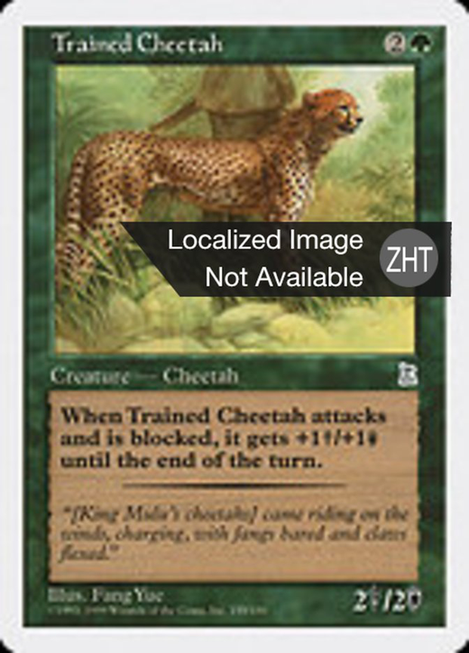 Trained Cheetah Full hd image