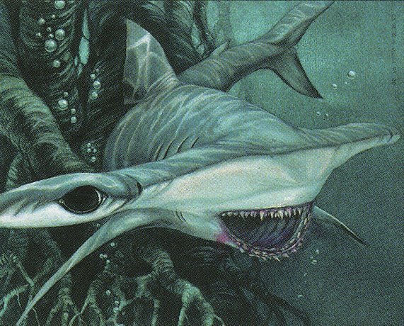 Hammerhead Shark Crop image Wallpaper
