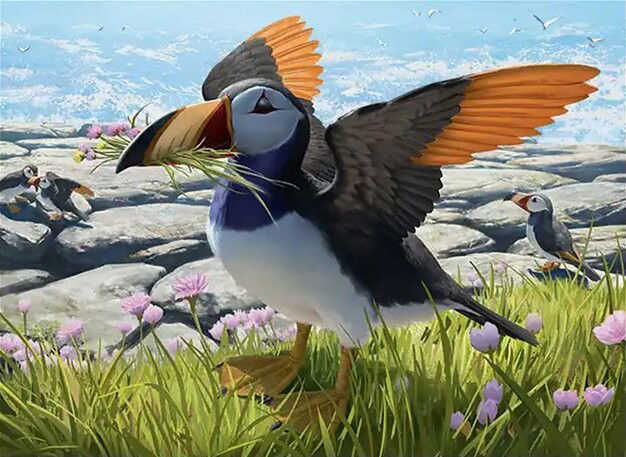 Toucan-Puffin Crop image Wallpaper