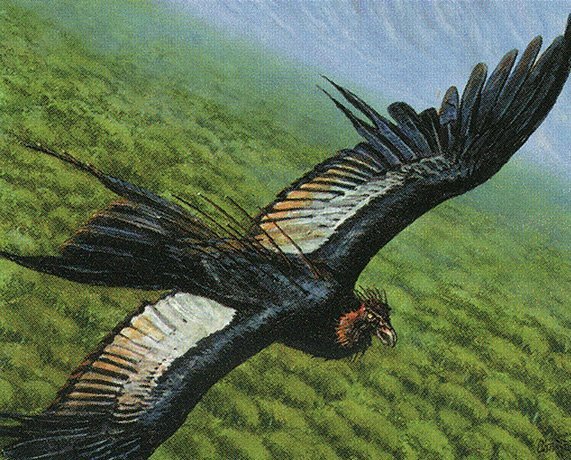 Skyshroud Condor Crop image Wallpaper