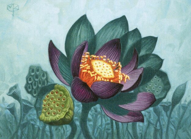 Lotus Bloom Crop image Wallpaper