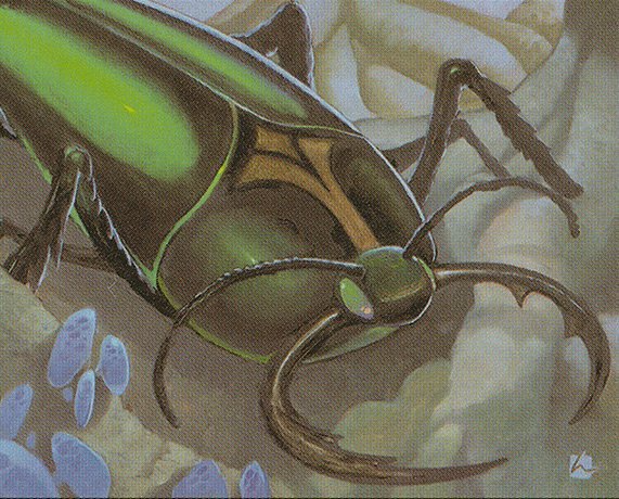 Goliath Beetle Crop image Wallpaper