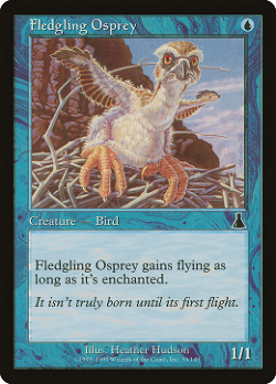 Fledgling Osprey image