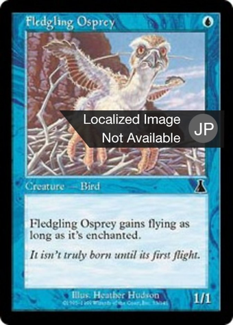 Fledgling Osprey Full hd image