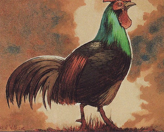 Mesa Chicken Crop image Wallpaper
