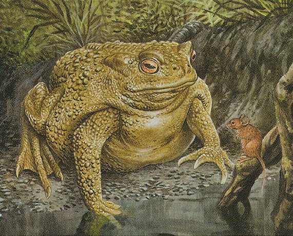 Bloated Toad Crop image Wallpaper
