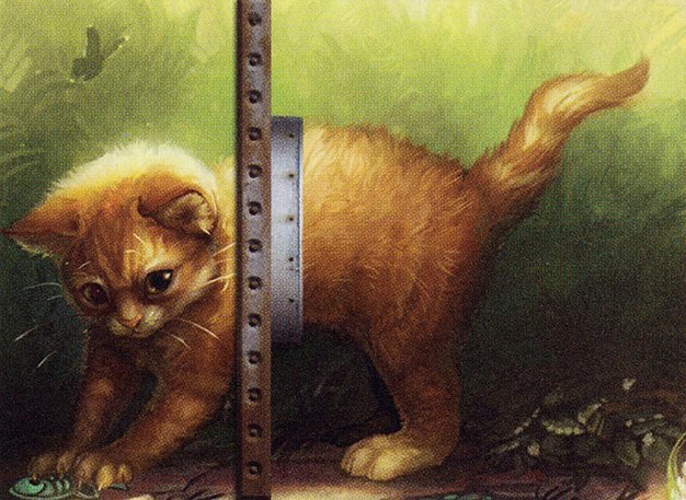 Adorable Kitten Crop image Wallpaper