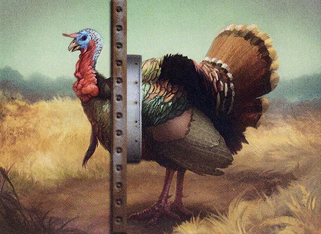 Strutting Turkey Crop image Wallpaper